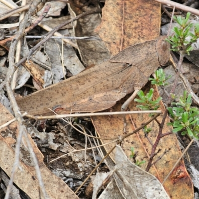 Goniaea australasiae (Gumleaf grasshopper) at Carwoola, NSW - 16 Dec 2023 by Csteele4