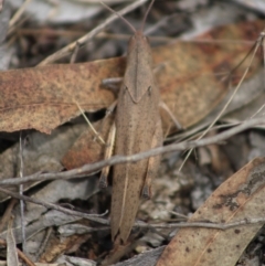 Goniaea australasiae at QPRC LGA - 16 Dec 2023