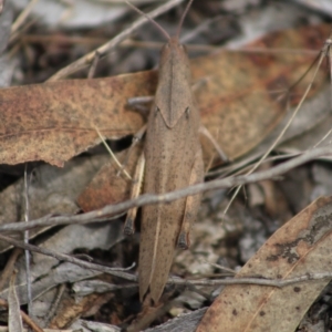 Goniaea australasiae at QPRC LGA - 16 Dec 2023