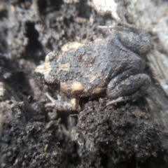 Uperoleia laevigata at Cooma North Ridge Reserve - 16 Dec 2023