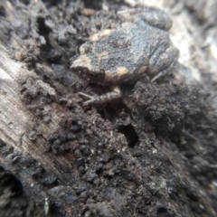 Uperoleia laevigata at Cooma North Ridge Reserve - 16 Dec 2023