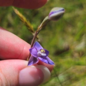 Thelymitra peniculata at QPRC LGA - suppressed