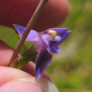 Thelymitra peniculata at QPRC LGA - suppressed