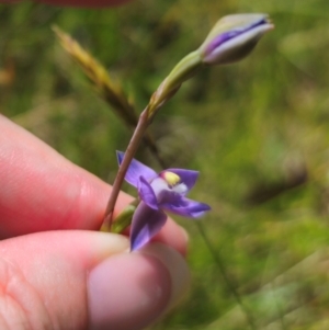 Thelymitra peniculata at QPRC LGA - suppressed