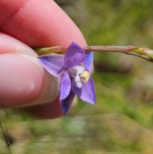 Thelymitra peniculata at QPRC LGA - suppressed