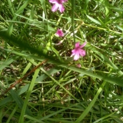 Oxalis sp. (Wood Sorrel) at Cooma North Ridge Reserve - 16 Dec 2023 by mahargiani