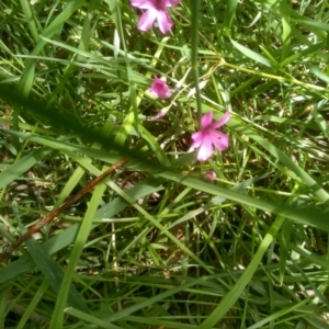 Oxalis sp. at Cooma North Ridge Reserve - 16 Dec 2023