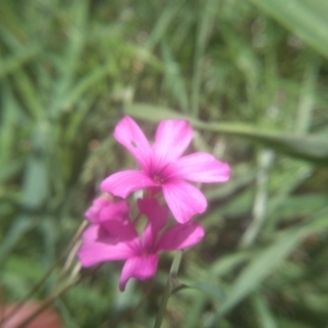 Oxalis sp. at Cooma North Ridge Reserve - 16 Dec 2023