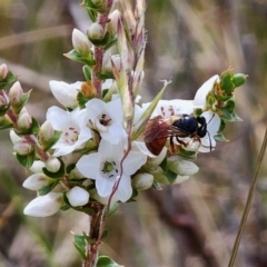 Exoneura sp. (genus) (A reed bee) at QPRC LGA - 16 Dec 2023 by Csteele4