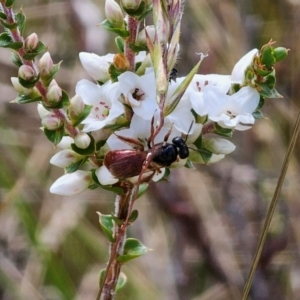 Exoneura sp. (genus) at QPRC LGA - 16 Dec 2023