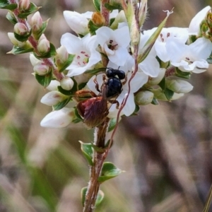 Exoneura sp. (genus) at QPRC LGA - 16 Dec 2023