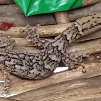 Christinus marmoratus (Southern Marbled Gecko) at Capital Hill, ACT - 11 Dec 2023 by wandering