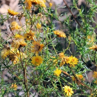 Xerochrysum viscosum (Sticky Everlasting) at Jack Perry Reserve - 15 Dec 2023 by KylieWaldon