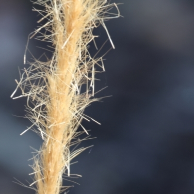 Dichelachne (genus) (Plume Grasses) at Jack Perry Reserve - 16 Dec 2023 by KylieWaldon