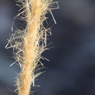 Dichelachne sp. (Plume Grasses) at Jack Perry Reserve - 15 Dec 2023 by KylieWaldon