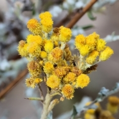 Chrysocephalum semipapposum (Clustered Everlasting) at Jack Perry Reserve - 15 Dec 2023 by KylieWaldon