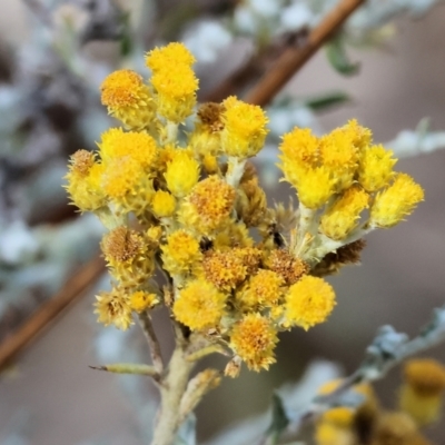 Chrysocephalum semipapposum (Clustered Everlasting) at Jack Perry Reserve - 15 Dec 2023 by KylieWaldon