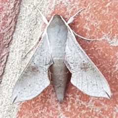 Hippotion scrofa (Coprosma Hawk Moth) at Capital Hill, ACT - 19 Sep 2023 by wandering