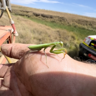 Mantis octospilota (Eight-spotted or Black-barred mantis) at Bredbo, NSW - 19 Mar 2023 by Illilanga