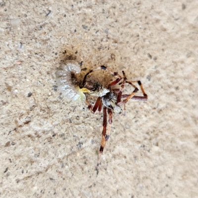 Apocrita (suborder) (Unidentified wasp) at QPRC LGA - 16 Dec 2023 by MatthewFrawley