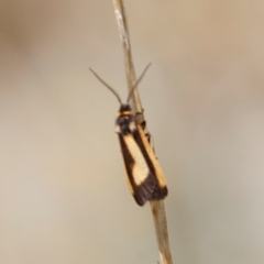 Phenacomorpha bisecta (Bisected Footman) at Berridale, NSW - 4 Feb 2022 by Illilanga