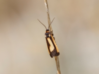 Phenacomorpha bisecta (Bisected Footman) at Berridale, NSW - 3 Feb 2022 by Illilanga