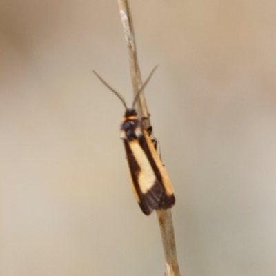 Phenacomorpha bisecta (Bisected Footman) at Berridale, NSW - 3 Feb 2022 by Illilanga