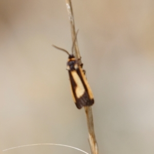 Phenacomorpha bisecta at Berridale, NSW - 4 Feb 2022