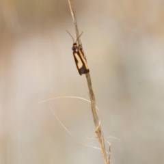 Phenacomorpha bisecta at Berridale, NSW - 4 Feb 2022