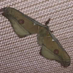 Opodiphthera eucalypti (Emperor Gum Moth) at Illilanga & Baroona - 6 Jan 2022 by Illilanga