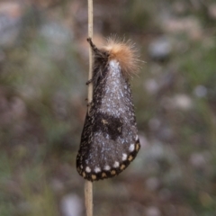 Epicoma contristis (Yellow-spotted Epicoma Moth) at Illilanga & Baroona - 30 Jan 2022 by Illilanga