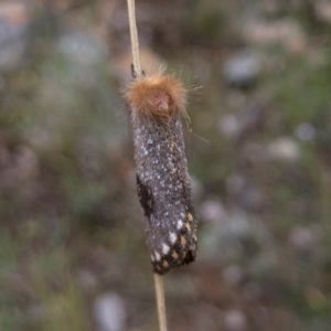 Epicoma contristis at Illilanga & Baroona - 30 Jan 2022