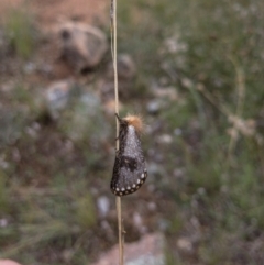 Epicoma contristis at Illilanga & Baroona - 30 Jan 2022