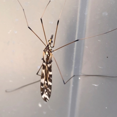 Ischnotoma (Ischnotoma) eburnea (A Crane Fly) at Illilanga & Baroona - 6 Nov 2021 by Illilanga