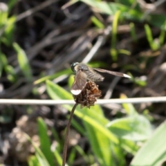 Comptosia apicalis (A bee fly) at Illilanga & Baroona - 29 Feb 2020 by Illilanga