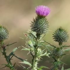 Cirsium vulgare (Spear Thistle) at Jack Perry Reserve - 15 Dec 2023 by KylieWaldon