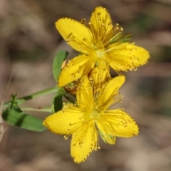 Hypericum perforatum (St John's Wort) at Jack Perry Reserve - 15 Dec 2023 by KylieWaldon