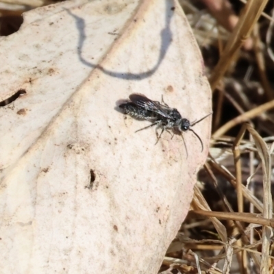 Unverified Wasp (Hymenoptera, Apocrita) at Jack Perry Reserve - 16 Dec 2023 by KylieWaldon