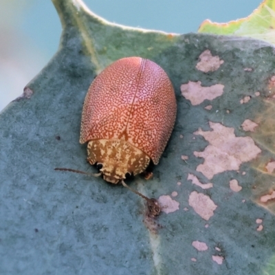 Paropsis atomaria (Eucalyptus leaf beetle) at Jack Perry Reserve - 15 Dec 2023 by KylieWaldon