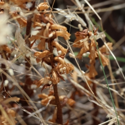 Orobanche minor (Broomrape) at Jack Perry Reserve - 15 Dec 2023 by KylieWaldon