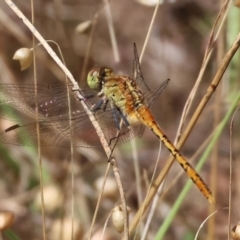 Diplacodes melanopsis at Jack Perry Reserve - 15 Dec 2023 by KylieWaldon