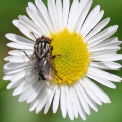 Sarcophaga sp. (genus) at West Wodonga, VIC - 16 Dec 2023 by KylieWaldon