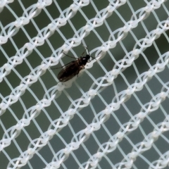 Unidentified True fly (Diptera) at West Wodonga, VIC - 16 Dec 2023 by KylieWaldon