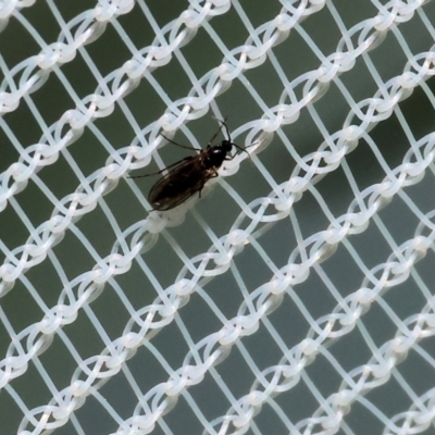 Unidentified True fly (Diptera) at West Wodonga, VIC - 16 Dec 2023 by KylieWaldon