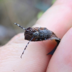 Ancita sp. (genus) at QPRC LGA - 16 Dec 2023