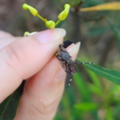 Ancita sp. (genus) at QPRC LGA - 16 Dec 2023