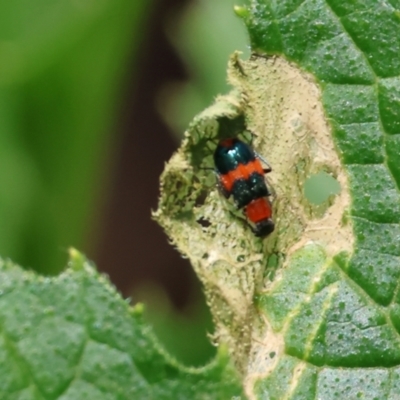 Dicranolaius bellulus (Red and Blue Pollen Beetle) at Wodonga - 16 Dec 2023 by KylieWaldon