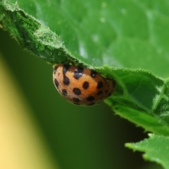 Epilachna sumbana (A Leaf-eating Ladybird) at Wodonga - 16 Dec 2023 by KylieWaldon