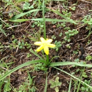 Hypoxis hygrometrica var. villosisepala at Mount Taylor - 14 Dec 2023