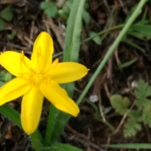 Hypoxis hygrometrica var. villosisepala at Mount Taylor - 14 Dec 2023